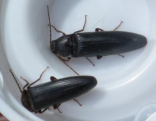 Melanotus castanipes
